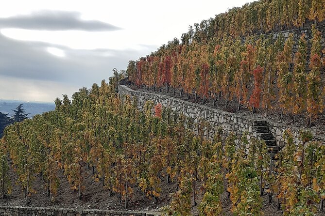 Guided tour and wine tasting Northern Rhône Valley - Ampuis estate tasting: building the Rhône contrast