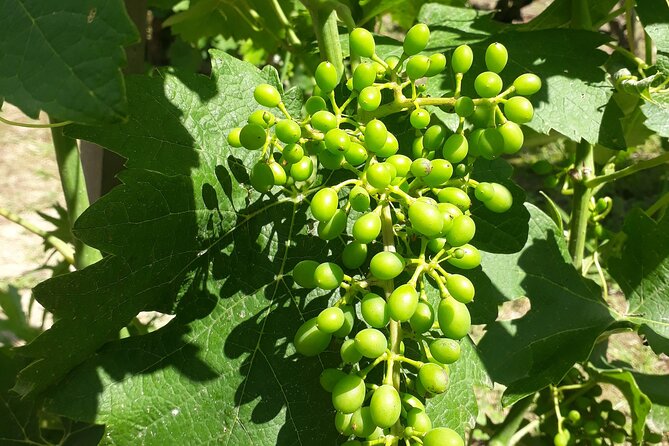 Guided tour and wine tasting Northern Rhône Valley - The guide matters: Justine’s pacing and winery rapport