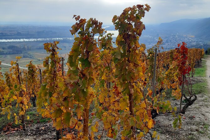 Guided tour and wine tasting Northern Rhône Valley - How the tastings work: 8–10 wines plus snack support