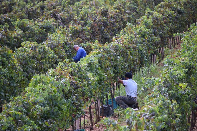 Guided Wine and Olive oil tasting - Where You Meet and How the Timing Works (5:00 pm in Alghero)