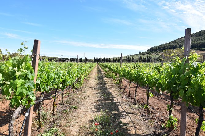 Guided Wine and Olive oil tasting - Small-Production Reality: What You Can Buy on Site