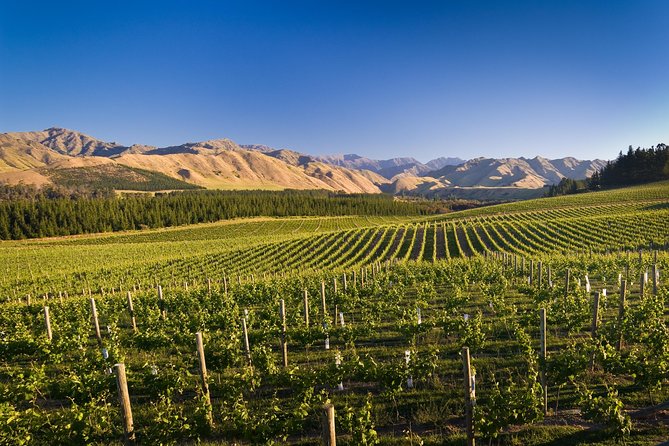 Half-Day Marlborough Wine Tour & Beer Tour - Winery stop 2: Framingham Wines (guide-led choices)