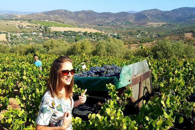 Half-Day Small-Group Wine Experience with Wine Expert from Cagliari - Parteolla wine country: why this half-day format works