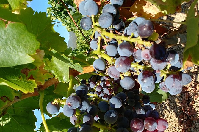 Half-Day Small-Group Wine Experience with Wine Expert from Cagliari - What you do at the vineyard and cellar (and why it matters)