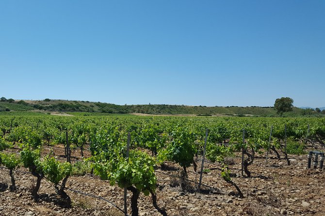 Half-Day Small-Group Wine Experience with Wine Expert from Cagliari - Pickup, drop-off, and the real logistics of drinking wine