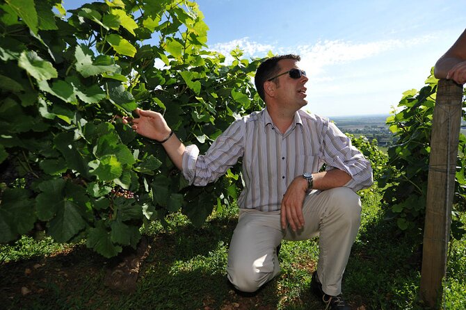 Half Day Tour of the Cote de Nuits Vineyards from Dijon - Why the Côte de Nuits region makes sense for a half-day tour