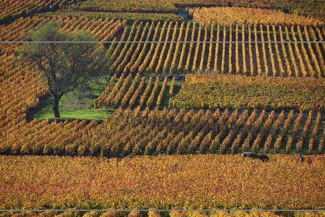 Half Day Tour of the Cote de Nuits Vineyards from Dijon - The cellar tasting at Authentica Tours: what you’re actually learning in 5 to 7 wines