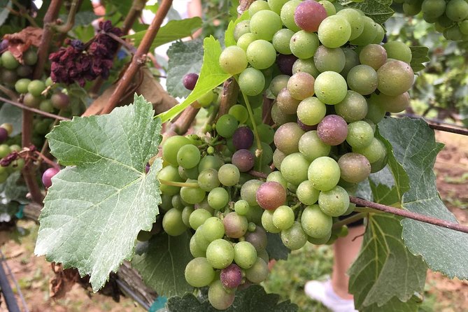 Half-Day Victoria to Cowichan Valley Wine Tour with Tastings - Cowichan Valley Wine Country Works Great as a Half-Day