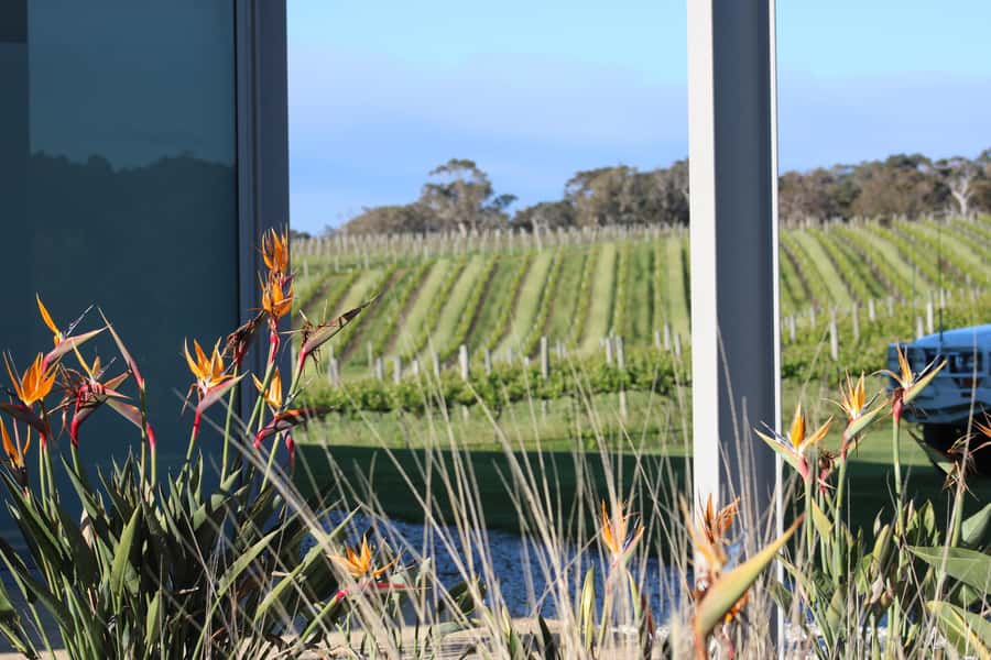 Half day Wine and Sights Discovery Tour Busselton - Cape Naturaliste: Gentle Bays, Ocean Swells, and Wildlife Chances
