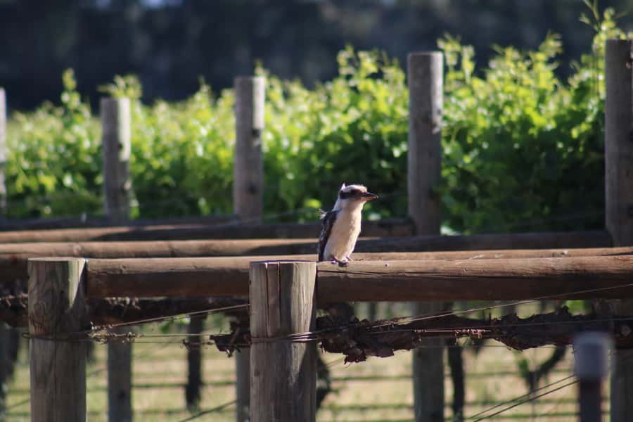 Half day Wine and Sights Discovery Tour Busselton - Two Winery Tastings: Best for Tasting, Not for a Full Wine Day