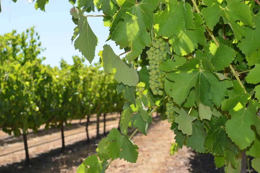 Half day Wine and Sights Discovery Tour Busselton - Local Gourmet Producers: Chocolate, Olive Oil, and More