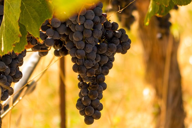 Half-Day Wine Country Tour from San Francisco - Wine tastings: what’s included, what’s not, and how to avoid surprises