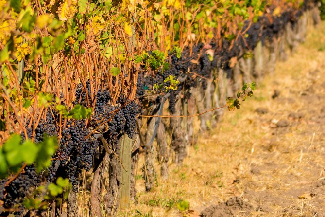 Half-Day Wine Country Tour from San Francisco - Route highlights you’ll actually feel during the trip