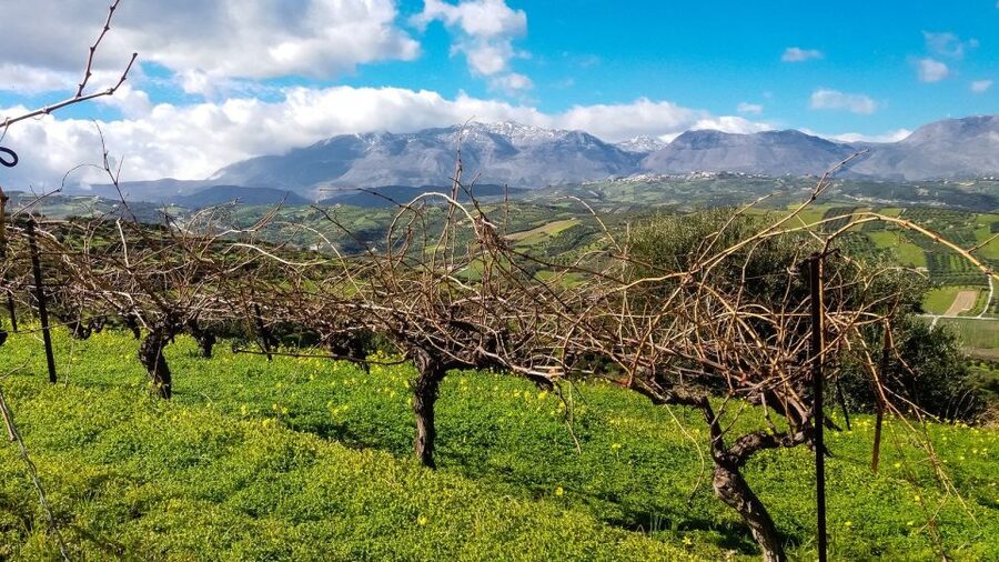 Heraklion: Cretan Wine Tasting Tour & Gourmet Lunch - The gourmet lunch: where the wine makes sense with the food