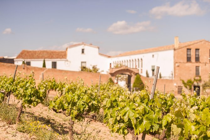 High-End Vineyard Escape: Cava, Tapas & Wine | Private Tour - Guides and personality: why the day feels fun, not formal