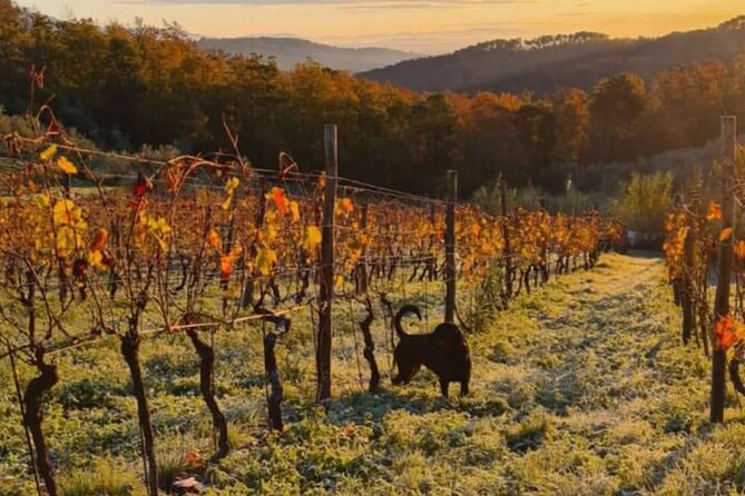 Honest Wines- Wine tasting at Cantina Biagiotti - Key Highlights You’ll Care About