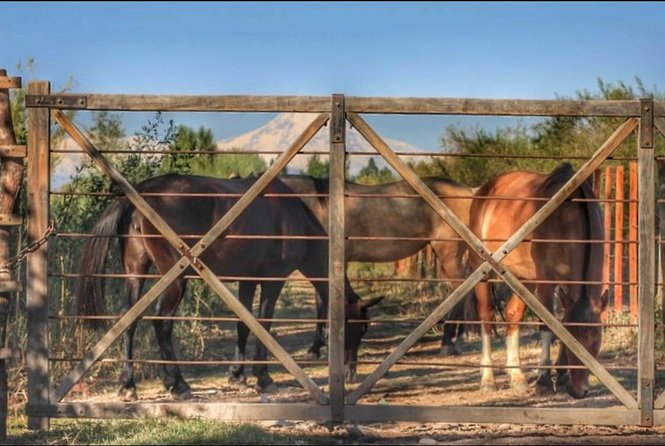 Horseback ride through vineyards followed by gourmet lunch - The 90-minute horseback ride: vineyards, olive groves, and Rio Mendoza