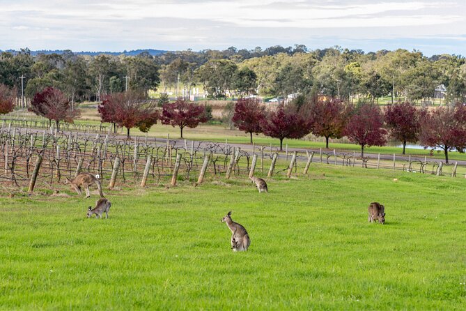 Hunter Valley All Inclusive Boutique Wine Tour from Sydney - Sydney to Hunter Valley in a Comfortable, Planned Day