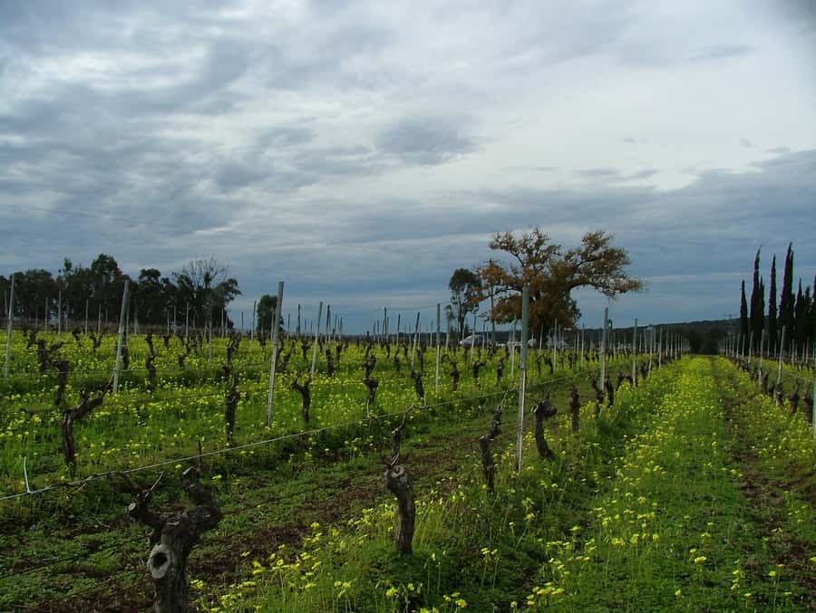 Hunter Valley: Uncork the Hunter Full-Day Wine Tour - Lunch: A Gourmet Grazing Box That Keeps the Day on Track