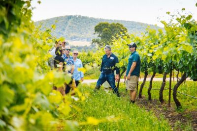 Hunter Valley Wine Tasting Tour from Sydney - Price and Value: Why $157.08 Can Make Sense for a Full Day