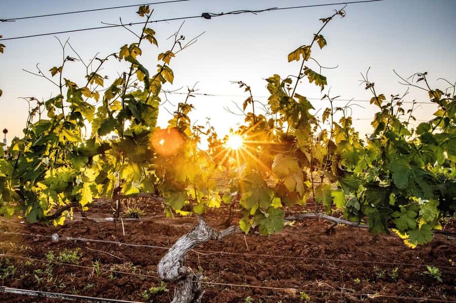 Hunter Valley: Wine Tour with 3 Tastings and Garden Lunch - Sydney to Hunter Valley: the drive you’ll actually enjoy