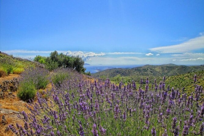 Hvar: Island tour with Wine and Olive Oil Tasting - Key highlights I’d plan around