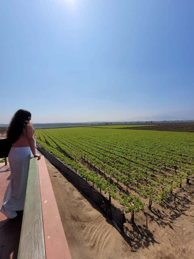 ICA: Pisco and Wine Route with tasting in 03 Wineries - Ica or Huacachina pickup: how the route stays on schedule
