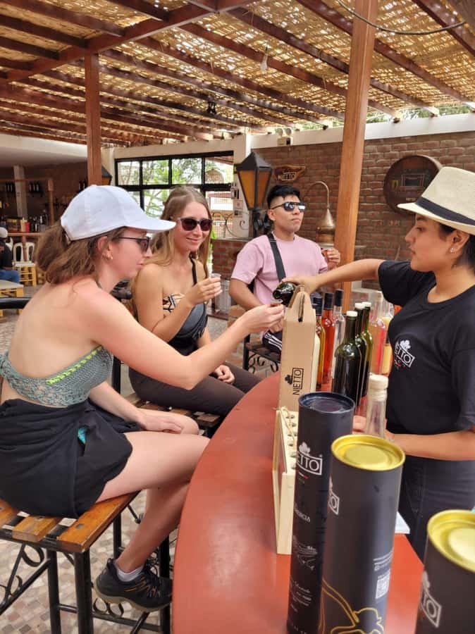ICA: Pisco and Wine Route with tasting in 03 Wineries - Vineyard walk and grape varieties: learning what’s behind the flavor