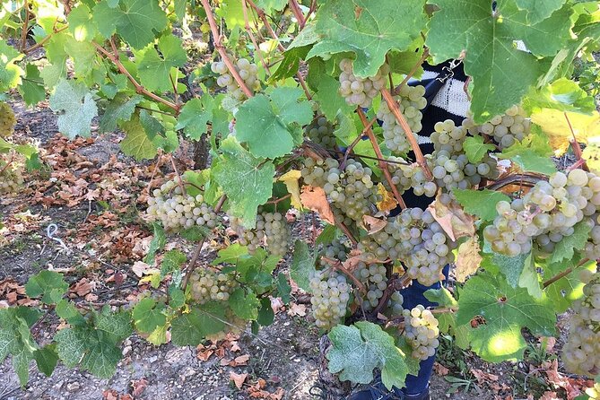 ICONICS Tour: 1/2 day on the Wine Route, visit of 2 Villages + Tasting. - Quick Takeaways