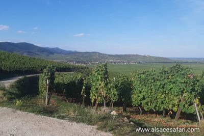 ICONICS Tour: 1/2 day on the Wine Route, visit of 2 Villages + Tasting. - Riquewihr for an Hour: Where the Stories and the Streets Fit Together