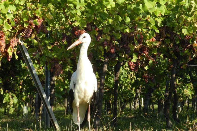 ICONICS Tour: 1/2 day on the Wine Route, visit of 2 Villages + Tasting. - Practical Tips So Your Afternoon Runs Smooth