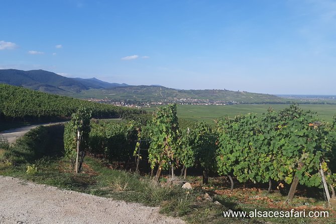 ICONICS Tour: 1/2 day on the Wine Route, visit of 2 Villages + Tasting. - Riquewihr for an Hour: Where the Stories and the Streets Fit Together