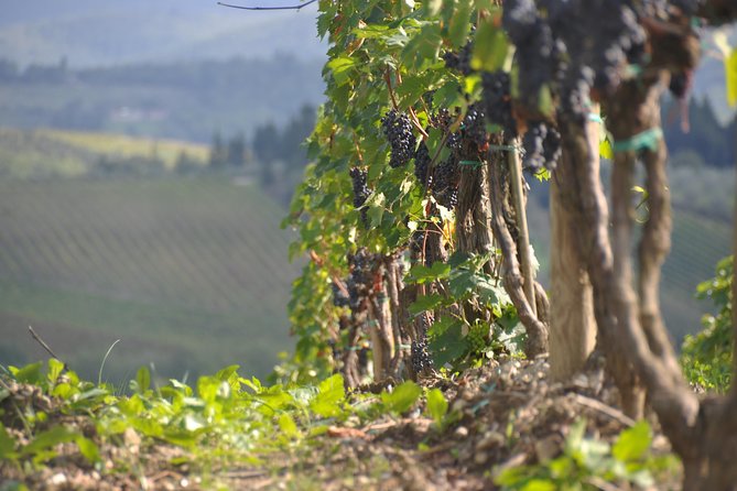 It's Wine Time! 2 wineries & farm-to-table lunch—max 8 pp - Guide factor: the names that keep coming up for a reason