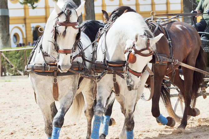 Jerez & Cadiz Winery with Tasting & Opt Horse Show from Seville - Who should book this tour (and who should skip it)