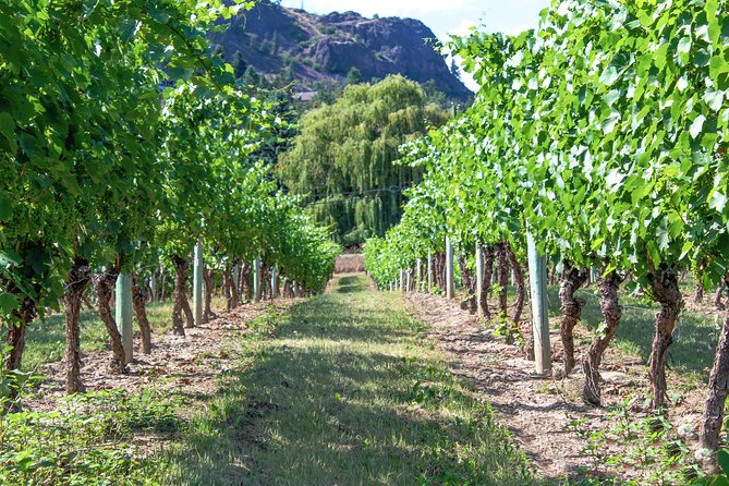 Kelowna or West Kelowna Afternoon Sightseeing Wine Tour - Included tastings and live commentary: how to get more from each stop