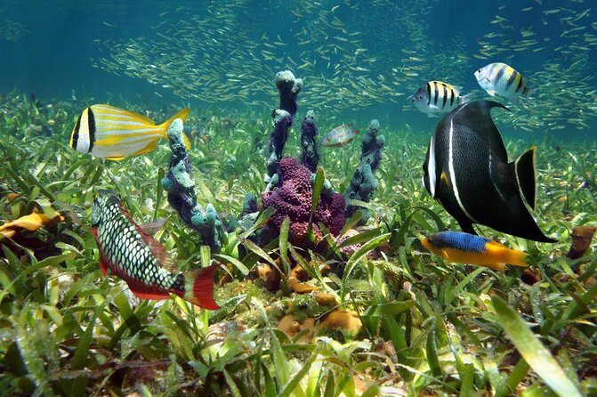 Key West 2 Reef Snorkel Tour & Sunset Cruise with Beer & Wine - Key West Snorkel and Sunset on The Miss Valyn: the big picture