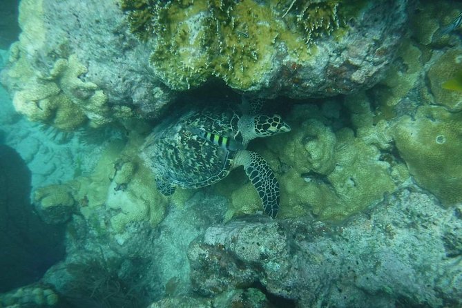 Key West 2 Reef Snorkel Tour & Sunset Cruise with Beer & Wine - Who should book this snorkeling + sunset cruise?