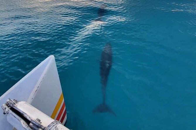 Key West Sunset Sail: Dolphin Watching, Wine, and Tapas - Why This Key West Dolphin Sunset Sail Fits the Evening Perfectly