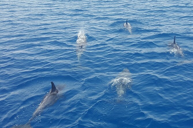 Key West Sunset Sail: Dolphin Watching, Wine, and Tapas - Dolphin Watching: What You’re Really Signing Up For