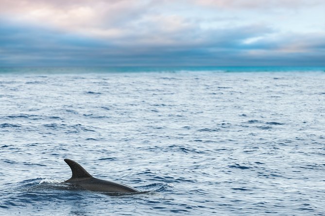 Key West Sunset Sail: Dolphin Watching, Wine, and Tapas - The Route That Builds the Night: Mallory Square to Sunset Key