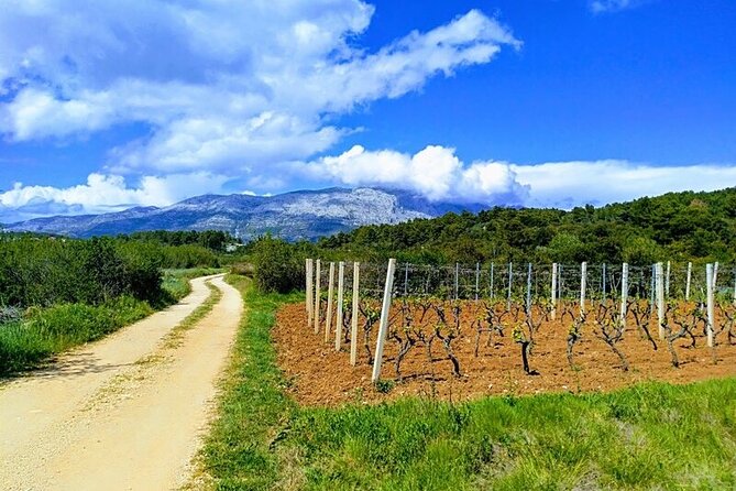 Korcula Bike & Wine Tour | Wine Tasting in Lumbarda - A 5½-Hour Bike and Wine Afternoon on Korčula Island