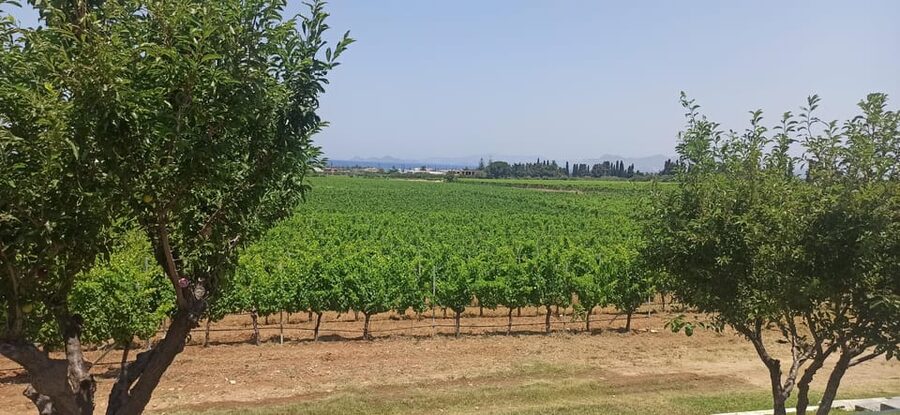 Kos: Wineries Tour w/ Wine Tastings & Transportation - What you learn about Kos winemaking (and what to listen for)