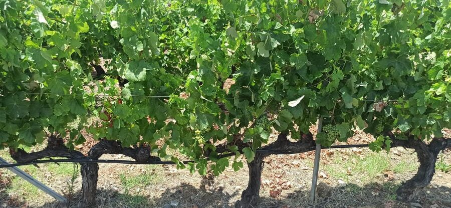 Kos: Wineries Tour w/ Wine Tastings & Transportation - Who this tour is best for