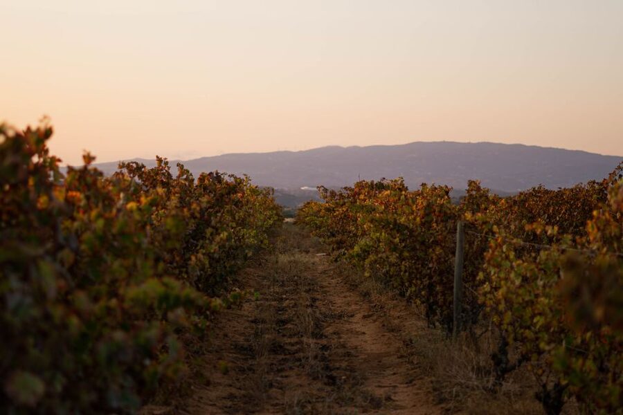 Lagoa: 2.5-Hour Vineyard Dinner with Winetasting - The estate intro: vines, terroir stories, and the guide-led pace