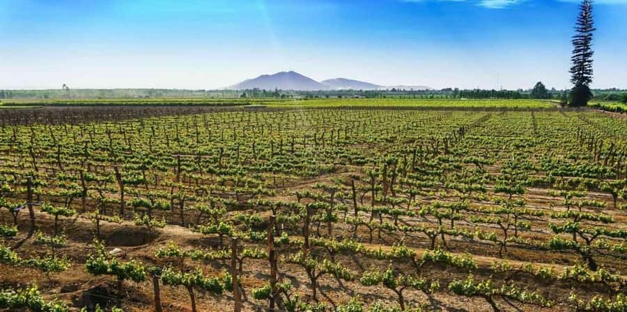 Lagos/Praia da Luz: Wine Tour, Tastings, Tapas, and Music - Who this tour suits best (and who might want another option)
