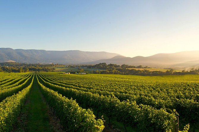 Laid back, Yarra Valley Wine Tour: Wine, Cider, Gin, Beer + Choc - Price and value: does $93.24 make sense for this day?