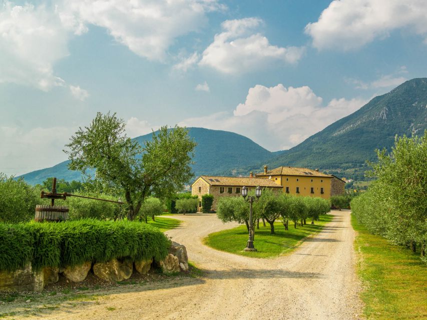 Lake Garda: Garda Hills Wine Tour and Tasting - Olive oil of Garda: the flavor bonus beyond wine