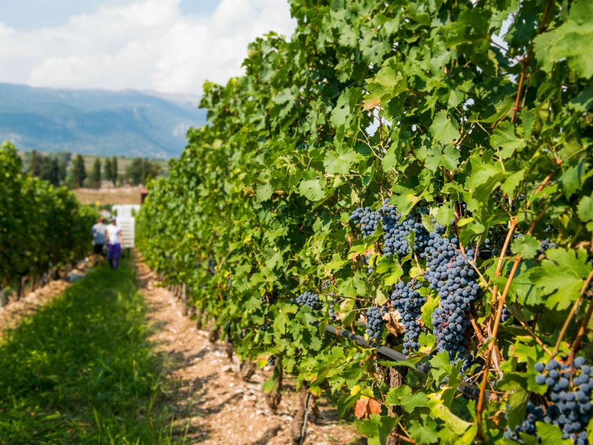 Lake Garda: Garda Hills Wine Tour and Tasting - Should you book this Lake Garda wine tour?