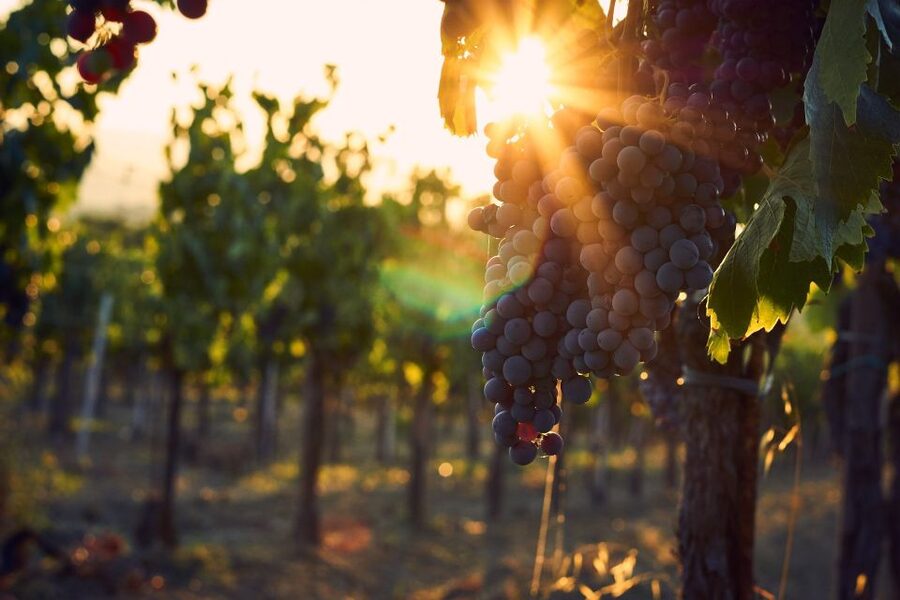 Lake Garda: Wine Tour and Tasting Experience in Bardolino - Pairing Food: Local Meats, Cheeses, and Olive Oil