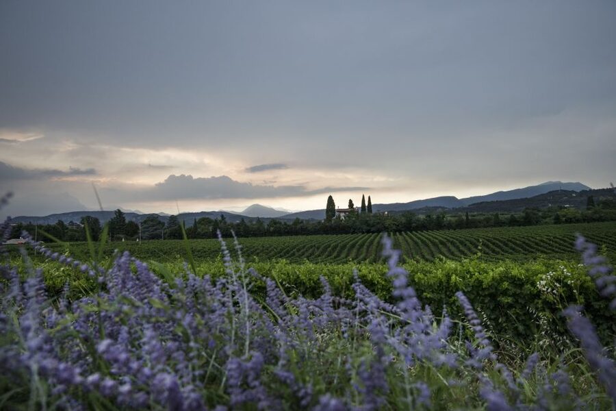 Lake Garda: Wine Tour and Tasting Experience in Bardolino - Your Time Budget: 1.5 Hours on Lake Garda, Not a Half Day Trap